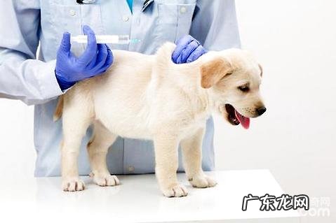 幼狗预苗如何打?幼狗预苗打几针