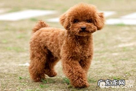 合适家里养的小型狗有什么?家中养什么小型狗最好是?