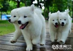 银狐犬和博美犬如何辨别？银狐犬和博美犬的差别