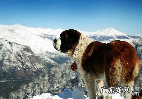 为何要限养圣伯纳?圣伯纳犬缺陷