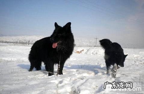 黑熊犬好养吗?黑熊犬怎么养?