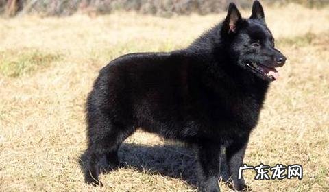 西帕凯犬多少钱一只?西帕凯犬价钱