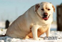 小狗胖如何减肥？狗肥胖症该怎么办？