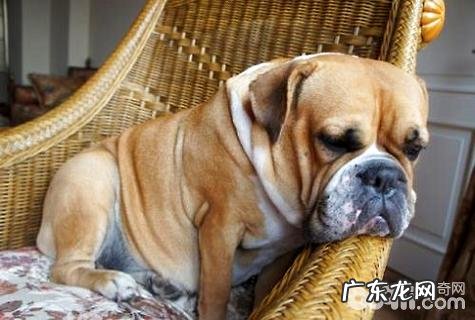 小狗胖如何减肥?狗肥胖症该怎么办?