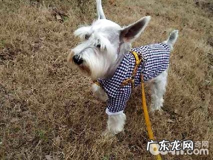 白色雪纳瑞多少钱一只?白色雪纳瑞价钱汇总