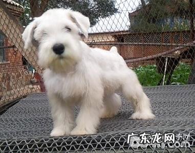 白色雪纳瑞多少钱一只?白色雪纳瑞价钱汇总