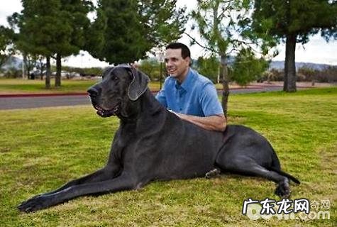 巨型犬身型排行,巨型犬品种介绍