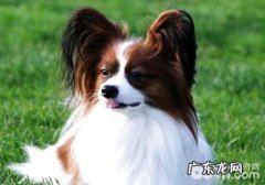 蝴蝶犬好养吗？蝴蝶犬喂养