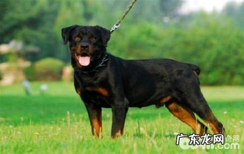 全球牧羊犬十大排行,十大牧羊犬排名