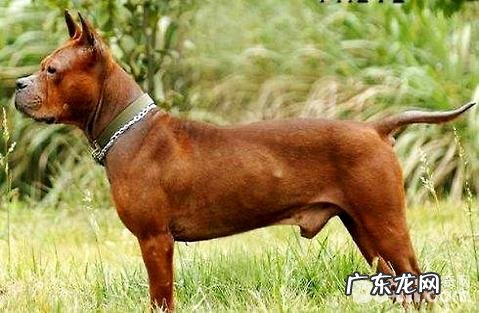 全球牧羊犬十大排行,十大牧羊犬排名