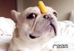 小狗吃多了该怎么办？小狗吃多了解决方案