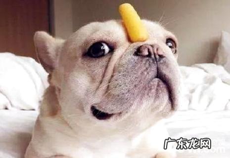 小狗吃多了该怎么办？小狗吃多了解决方案