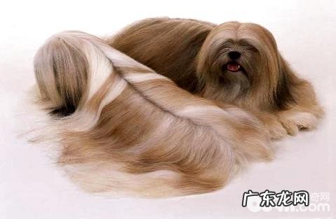 拉萨犬价格是多少？拉萨犬性情好么？