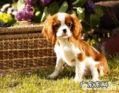 查理士王小猎犬好养吗?查理士王小猎犬喂养方式详细介绍