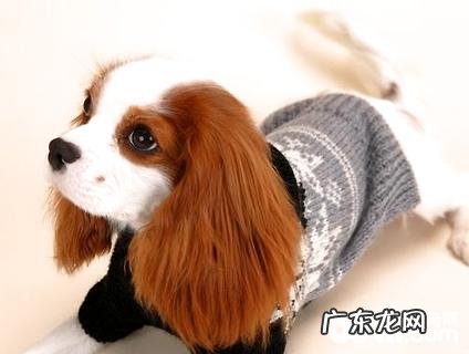 查理士王小猎犬好养吗?查理士王小猎犬喂养方式详细介绍