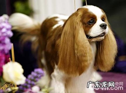 查理士王小猎犬好养吗?查理士王小猎犬喂养方式详细介绍