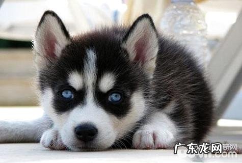 大中型短毛犬有什么种类?大中型短毛犬品种介绍