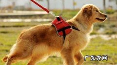 小狗狗带绳索不动该怎么办？如何让小狗习惯性牵引带