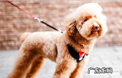 小狗狗带绳索不动该怎么办?如何让小狗习惯性牵引带