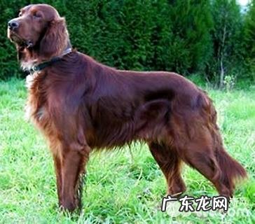 戈登雪达犬高智商吗?戈登雪达犬详细介绍