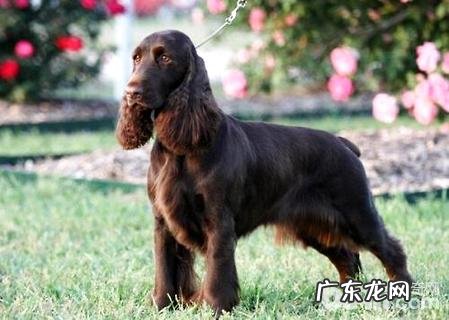 戈登雪达犬高智商吗?戈登雪达犬详细介绍