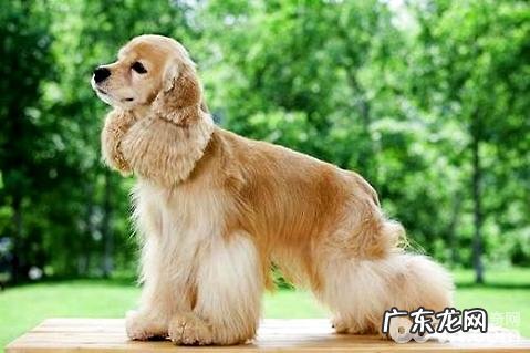 可卡犬吃什么狗粮好？可卡犬喂养