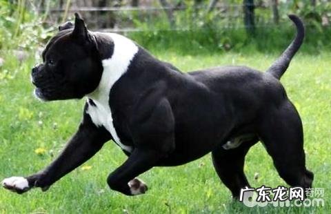 美国斗牛犬如何?美国斗牛犬的优点和缺点