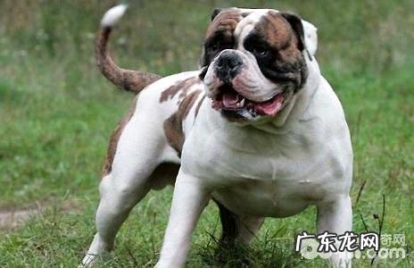 美国斗牛犬如何?美国斗牛犬的优点和缺点