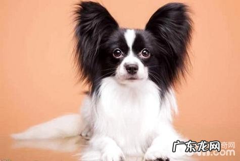 蝴蝶犬多少钱一只?蝴蝶犬价格汇总