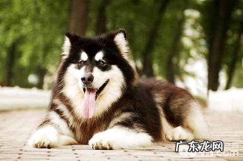 阿拉斯加犬能活多少年?阿拉斯加犬使用寿命多少年?