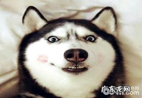 大型犬养什么好?合适家里养的大型犬强烈推荐