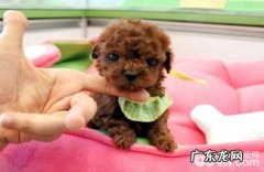 vip幼犬吃什么犬粮？vip幼犬吃什么好？