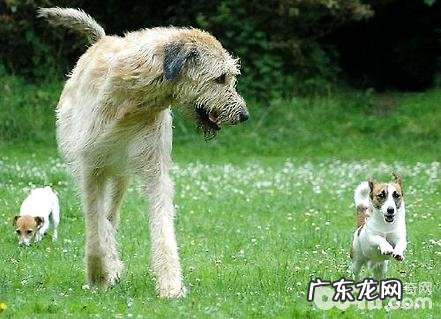 西班牙猎狼犬强大吗？西班牙猎狼犬详细介绍