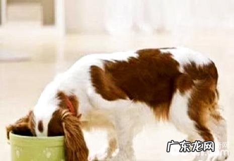 狗怎么不喂狗粮?狗不愿意喂狗粮该怎么办?