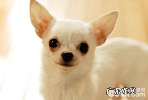 吉娃娃一只要多少钱?吉娃娃多少钱