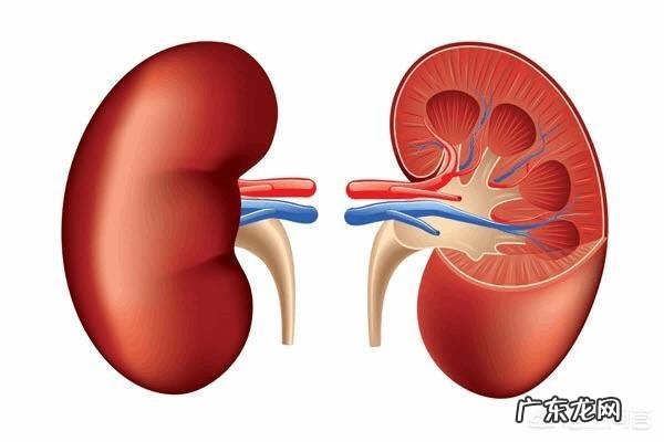 脱水会引发尿酸高吗?为什么?