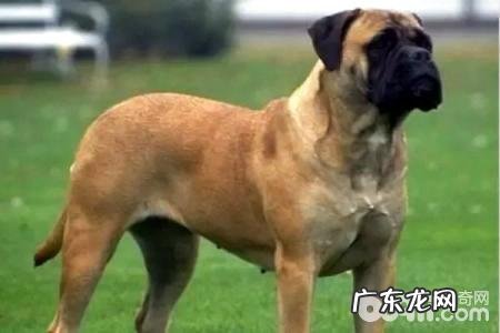 马士提夫犬会乱咬吗?马士提夫犬怎么养?