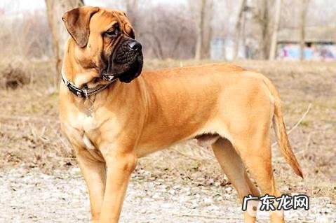 马士提夫犬会乱咬吗?马士提夫犬怎么养?