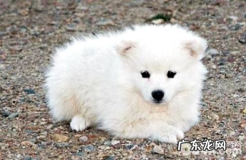 超好听的宠物狗名字有什么?超好听的宠物狗名字