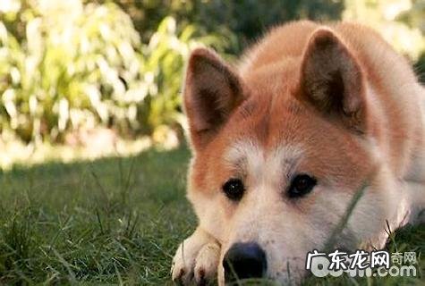 日本秋田犬价格是多少?日本秋田犬价格