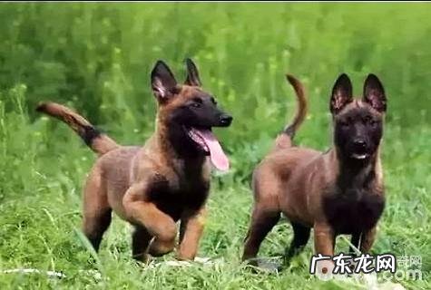 东德牧羊犬和卡斯罗哪家好？东德牧羊犬vs卡斯罗
