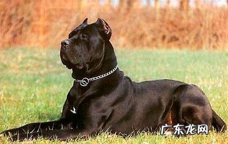 东德牧羊犬和卡斯罗哪家好？东德牧羊犬vs卡斯罗