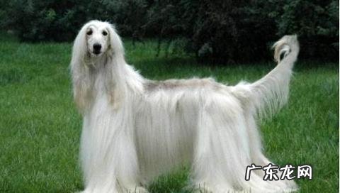 阿富汗猎犬没脑子?阿富汗猎犬智力如何?