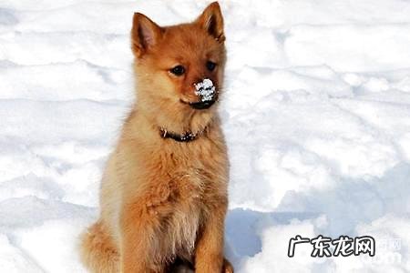 像狐狸的狗是啥种类?有点像小狐狸的小型宠物狗