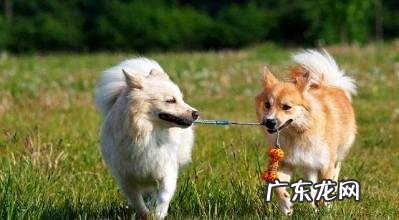 像狐狸的狗是啥种类?有点像小狐狸的小型宠物狗