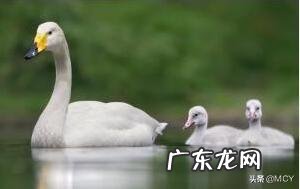 集中概括了鹅的什么特点?