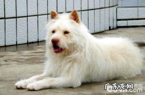 下司犬会乱咬吗?下司犬如何选择?