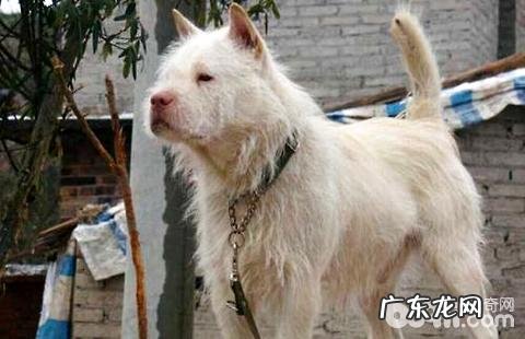 下司犬会乱咬吗?下司犬如何选择?