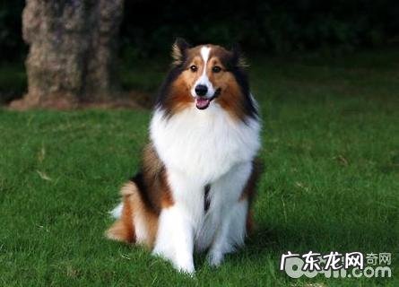 喜乐蒂犬如何选择?喜乐蒂犬选择方法