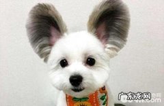 蝴蝶犬串串高智商吗？蝴蝶犬串串怎么训练？